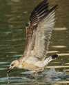 Larus armenicus